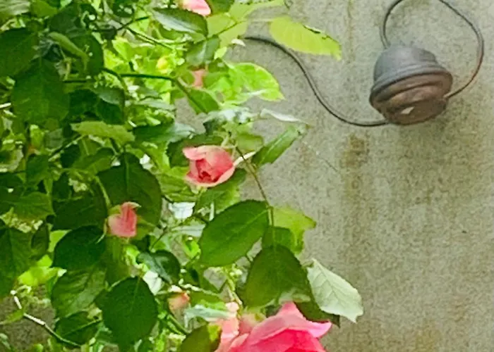 Ibis Rouge * Villars-les-Dombes